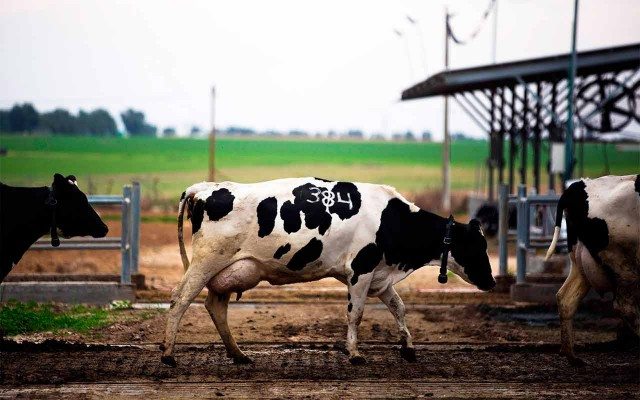 3 retos que Lala enfrentó para subir su negocio a la nube