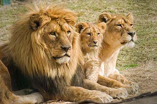 Los leones son los felinos más inteligentes