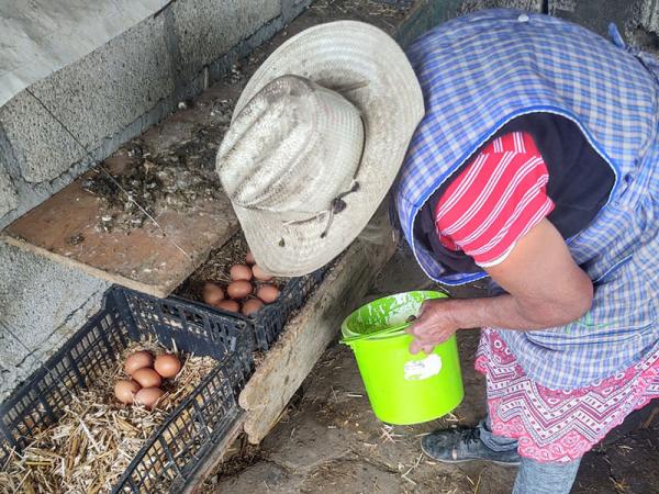 Celebra Bienestar producción de huevo orgánico en 72 municipios del estado