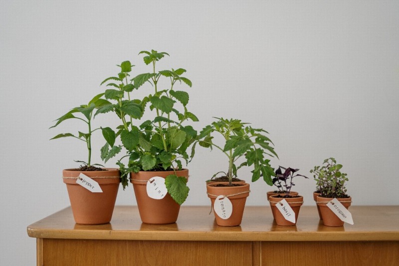 Estas plantas alejan a las cucarachas de casa