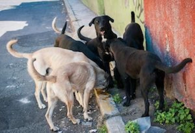 ¡No más perros callejeros! Ya hay croqueta anticonceptiva