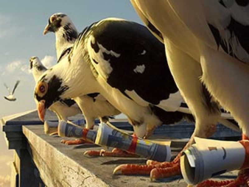 Palomas mensajeras acumulan conocimientos con el paso de generaciones