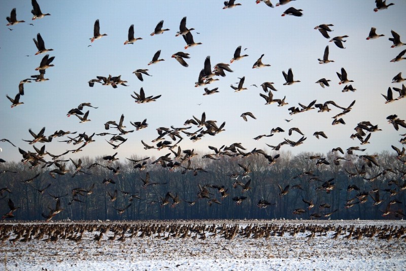 Usan inteligencia artificial para predecir migración de aves